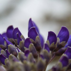 Dans l'intimité des fleurs