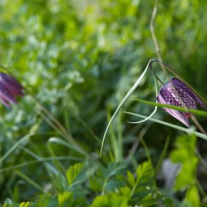 Dans l'intimité des fleurs