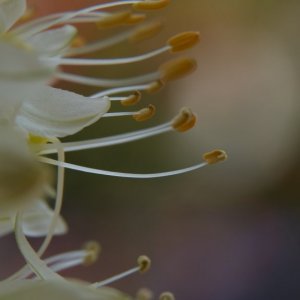 Dans l'intimité des fleurs