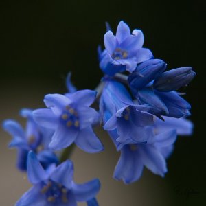 Dans l'intimité des fleurs