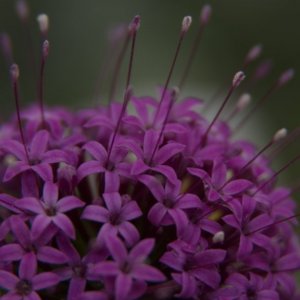 Dans l'intimité des fleurs