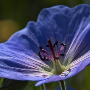 Dans l'intimité des fleurs