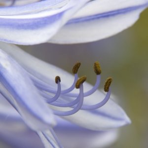 Dans l'intimité des fleurs